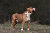 AMSTAFF ADULT 365